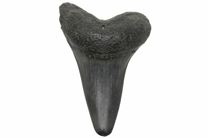Fossil Broad-Toothed Mako Tooth - South Carolina #212043
